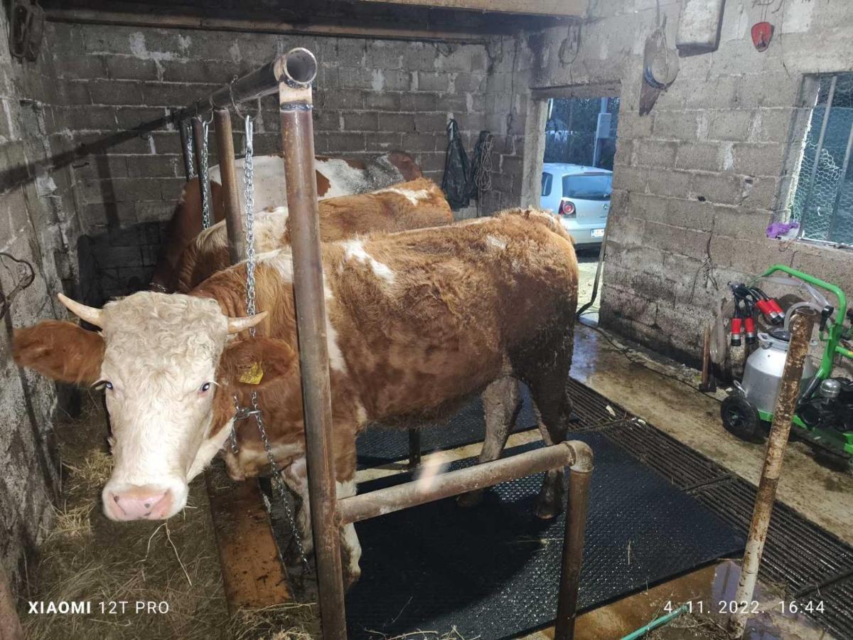 Olive Garden 2 Farm Apartman Ulcinj Kültér fotó